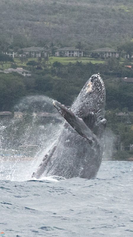 Humpback Whale Breaching Off Maui Coast Humpback Whale Breaching Off Maui