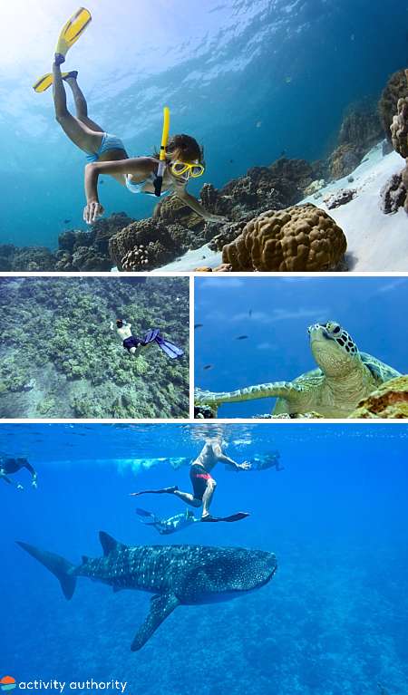 Big Island Snorkel Experinces