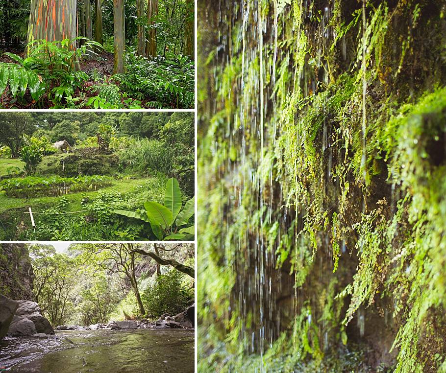 Top Hana Tours - Hana Jungle Adventure Top Hana Tours Jungle Adventure