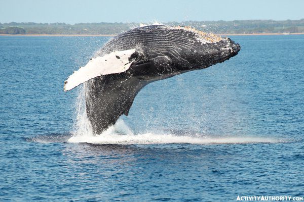 humpback whale
