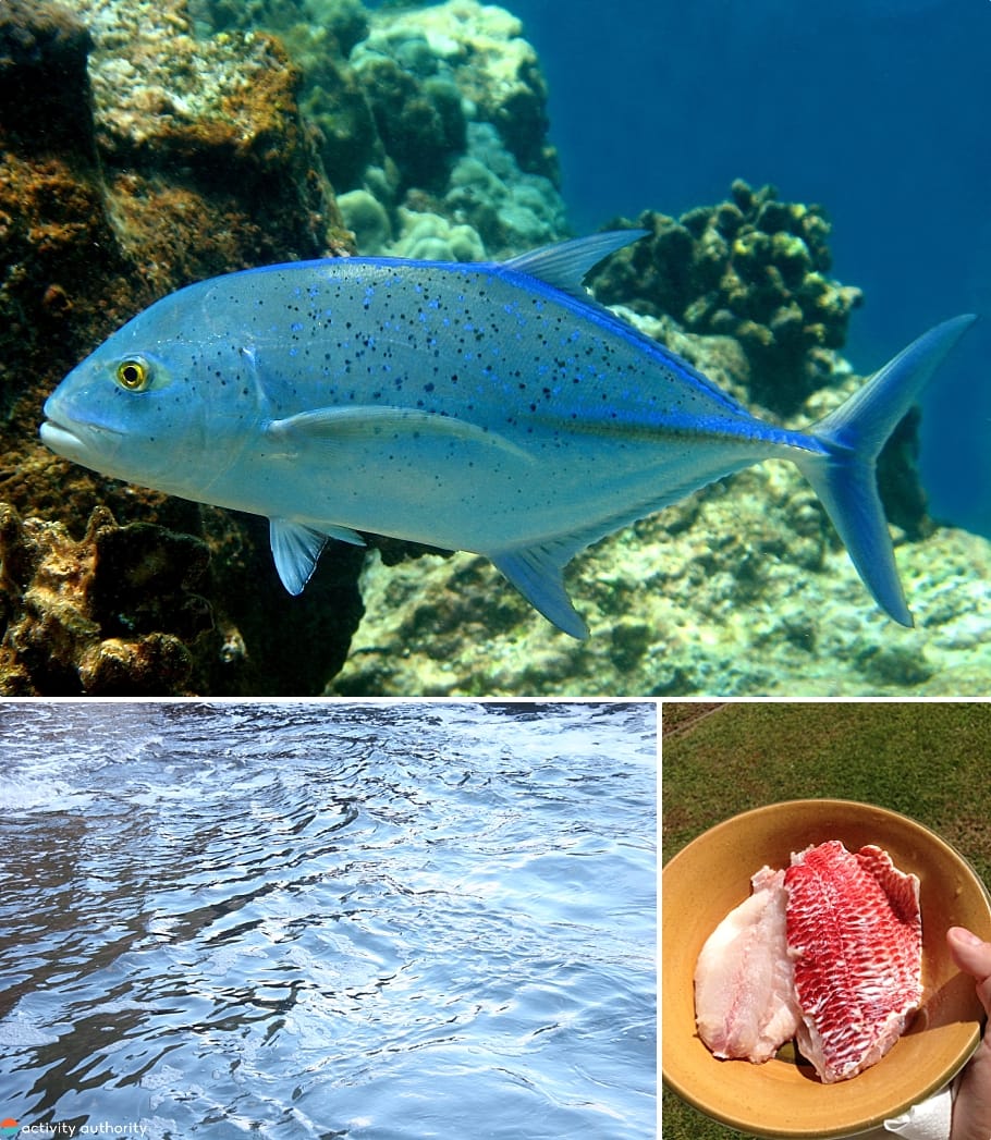 Top Kona Fishing Tours Filet Water