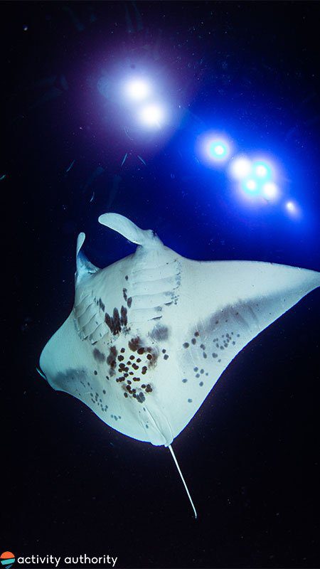 Kona Manta Ray Going Up!