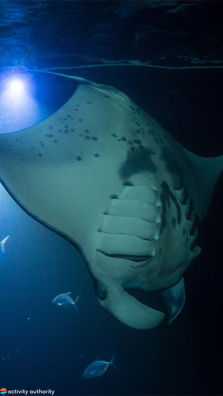 Kona Manta Ray Diving Down Kona Manta Ray Snorkel Diving