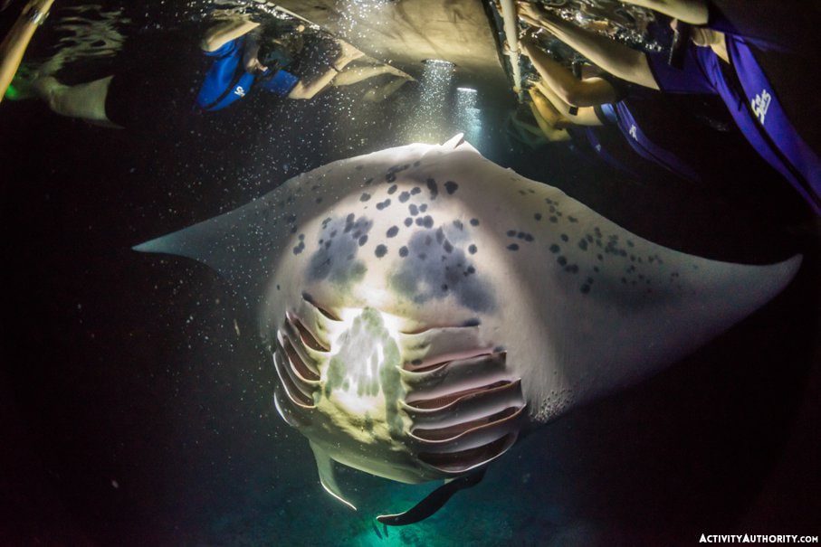 Manta Ray dive Kona