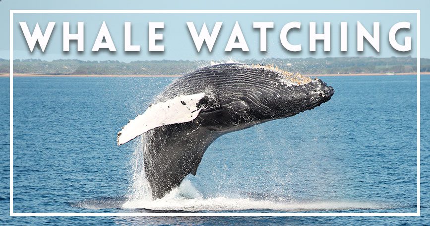 Maui whale watching Maui whale watching