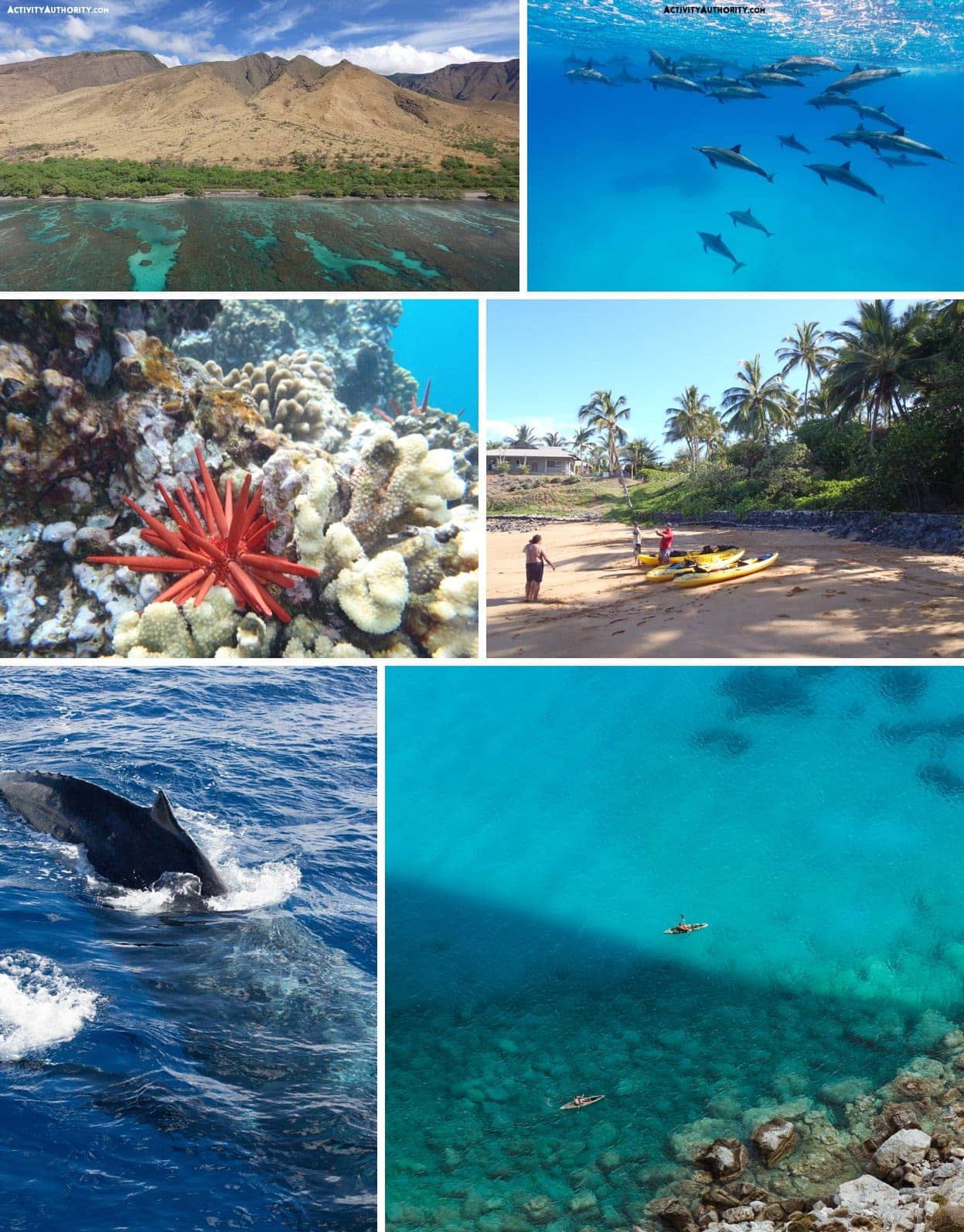 maui kayaking whale watching