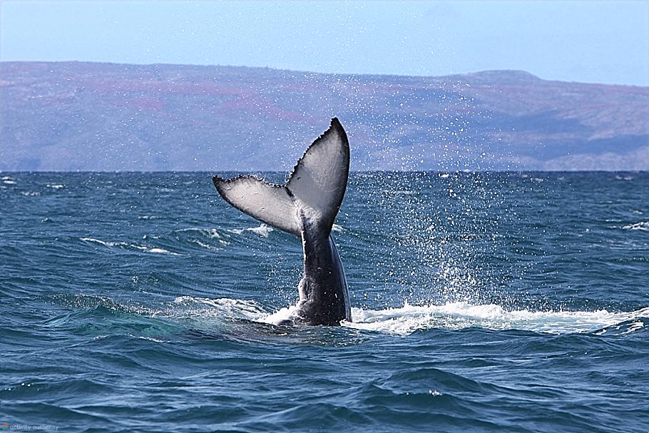 Maui Whales - Whale Calf Tail Mystery Maui Whales Calf Tail
