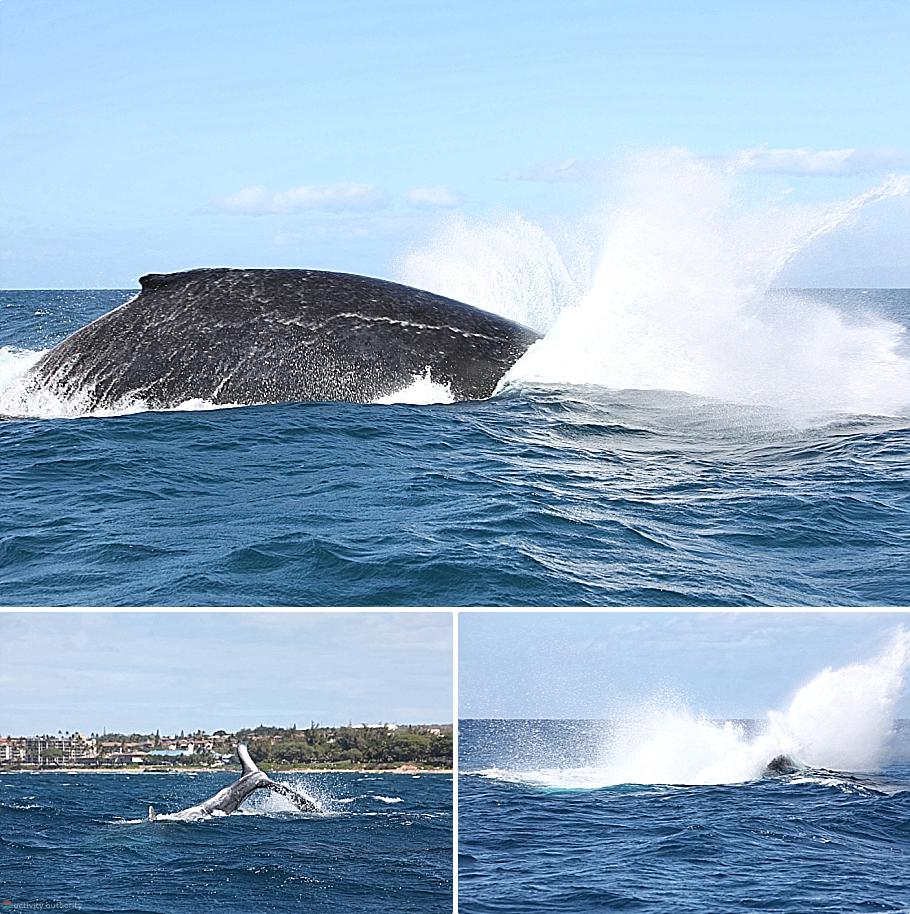 Maui Whales - Competing Whales Mystery Maui Whales Competing Whales