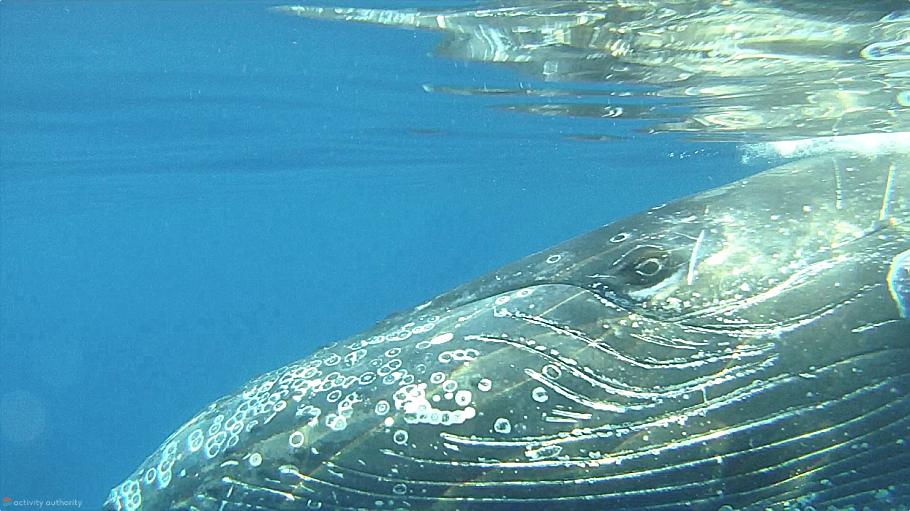 Maui Whales - Eye See You Mystery Maui Whales Eye See You