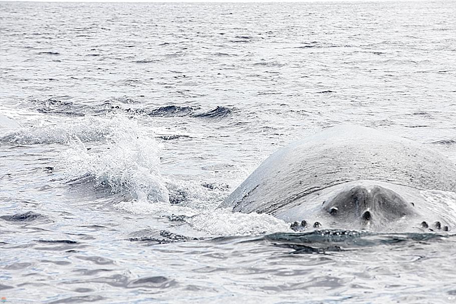 Maui Whales - Whale At The Surface Mystery Maui Whales Gentle Giants
