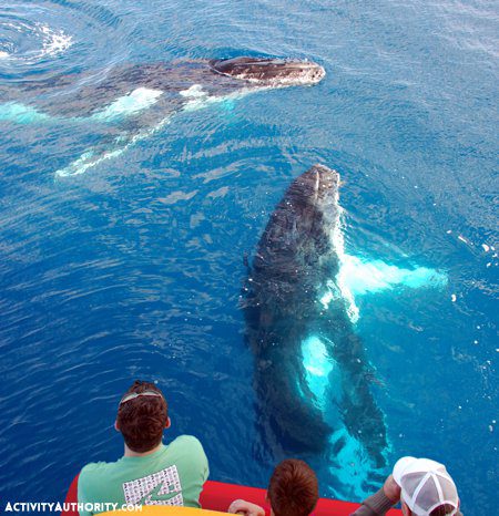 Redline Rafting Whale Watching