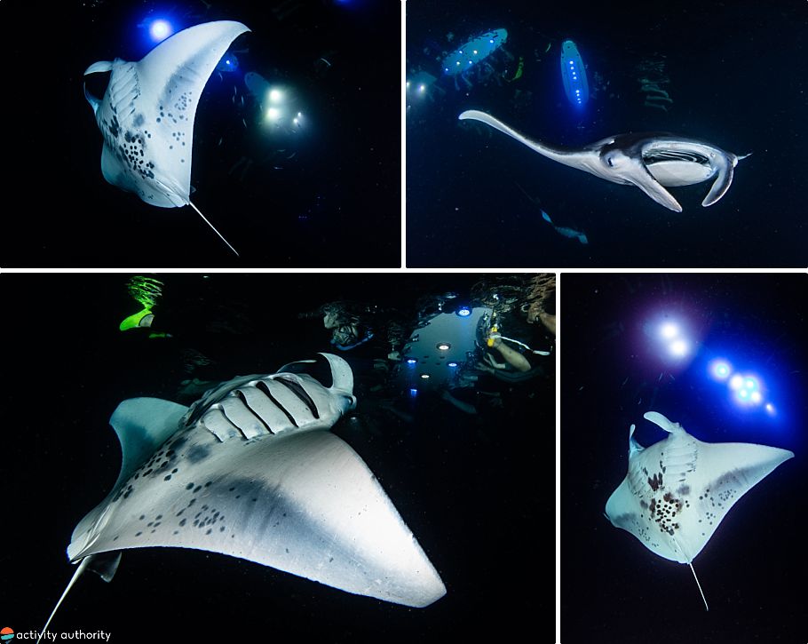 Top 5 Kona Manta Ray Tours Night Snorkel