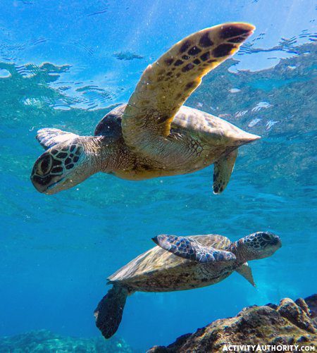 snorkeling with turtles