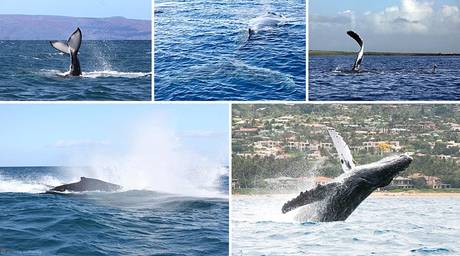 Whale Watching on Maui - Affordable Whale Watch Whale Watching Maui Breaching