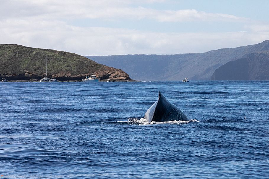 Humpback Whale Near Molokini Whale Watching Maui Arriving