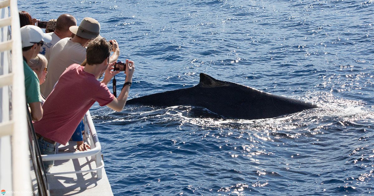 Top 5 Maui Whale Watching Tours